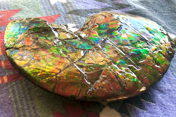 RESERVED AF-54 Ammonite Near Complete Fossil - Placenticeras Costutam　Ammolite　Free Shipping! 予約品アンモナイト 　プラセンティセラス　コスタータム　アンモライト　両面ダブル