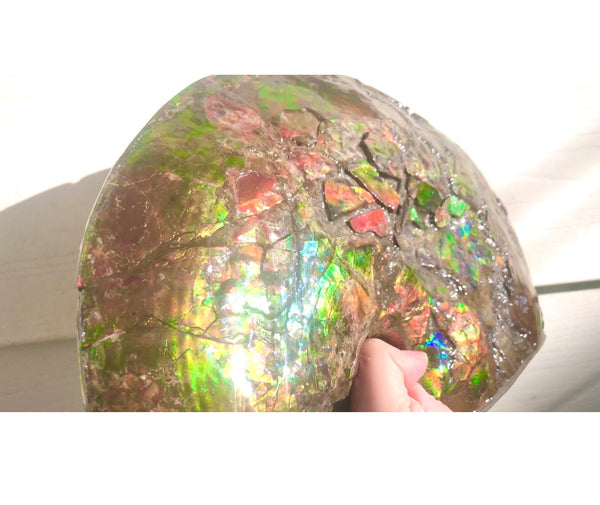 RESERVED AF-54 Ammonite Near Complete Fossil - Placenticeras Costutam　Ammolite　Free Shipping! 予約品アンモナイト 　プラセンティセラス　コスタータム　アンモライト　両面ダブル