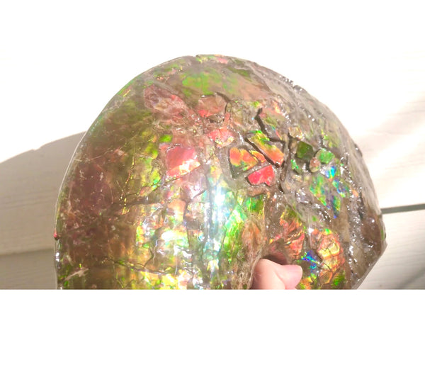 RESERVED AF-54 Ammonite Near Complete Fossil - Placenticeras Costutam　Ammolite　Free Shipping! 予約品アンモナイト 　プラセンティセラス　コスタータム　アンモライト　両面ダブル