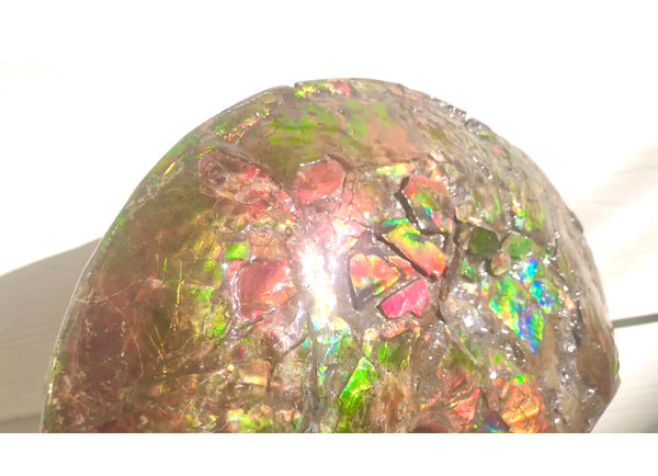 RESERVED AF-54 Ammonite Near Complete Fossil - Placenticeras Costutam　Ammolite　Free Shipping! 予約品アンモナイト 　プラセンティセラス　コスタータム　アンモライト　両面ダブル