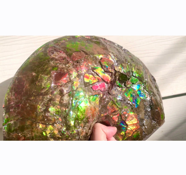 RESERVED AF-54 Ammonite Near Complete Fossil - Placenticeras Costutam　Ammolite　Free Shipping! 予約品アンモナイト 　プラセンティセラス　コスタータム　アンモライト　両面ダブル