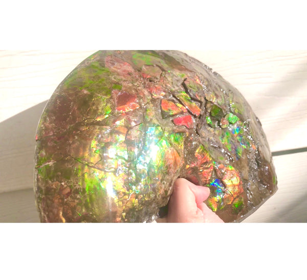 RESERVED AF-54 Ammonite Near Complete Fossil - Placenticeras Costutam　Ammolite　Free Shipping! 予約品アンモナイト 　プラセンティセラス　コスタータム　アンモライト　両面ダブル