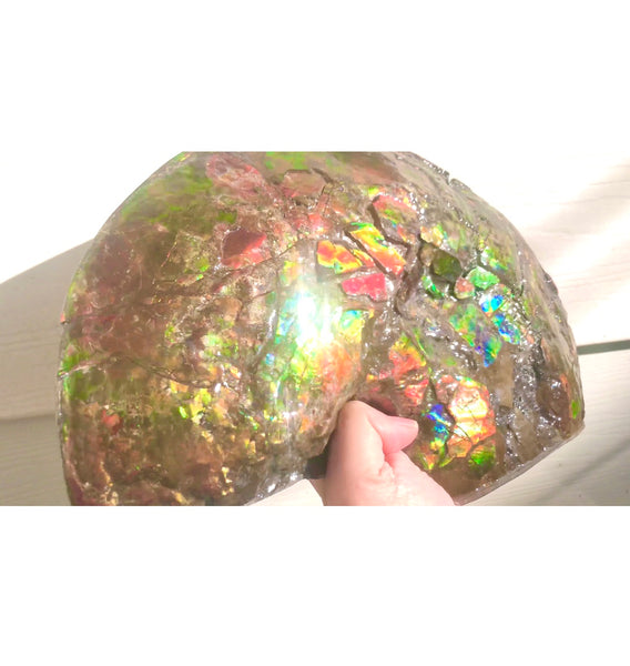 RESERVED AF-54 Ammonite Near Complete Fossil - Placenticeras Costutam　Ammolite　Free Shipping! 予約品アンモナイト 　プラセンティセラス　コスタータム　アンモライト　両面ダブル