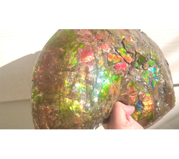 RESERVED AF-54 Ammonite Near Complete Fossil - Placenticeras Costutam　Ammolite　Free Shipping! 予約品アンモナイト 　プラセンティセラス　コスタータム　アンモライト　両面ダブル