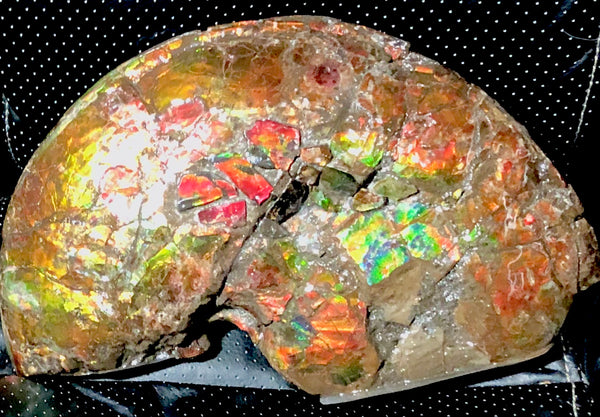 RESERVED AF-54 Ammonite Near Complete Fossil - Placenticeras Costutam　Ammolite　Free Shipping! 予約品アンモナイト 　プラセンティセラス　コスタータム　アンモライト　両面ダブル