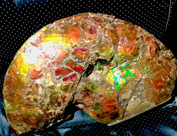 RESERVED AF-54 Ammonite Near Complete Fossil - Placenticeras Costutam　Ammolite　Free Shipping! 予約品アンモナイト 　プラセンティセラス　コスタータム　アンモライト　両面ダブル