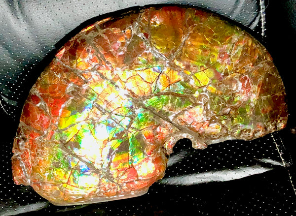 RESERVED AF-54 Ammonite Near Complete Fossil - Placenticeras Costutam　Ammolite　Free Shipping! 予約品アンモナイト 　プラセンティセラス　コスタータム　アンモライト　両面ダブル