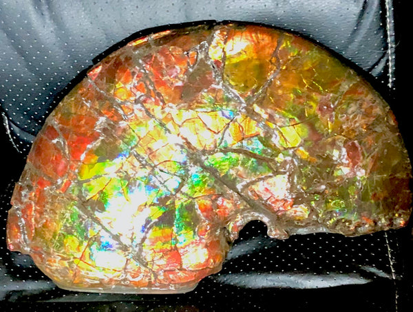 RESERVED AF-54 Ammonite Near Complete Fossil - Placenticeras Costutam　Ammolite　Free Shipping! 予約品アンモナイト 　プラセンティセラス　コスタータム　アンモライト　両面ダブル