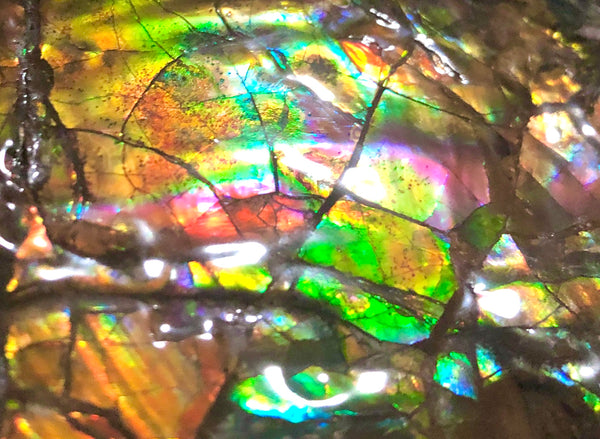 RESERVED AF-54 Ammonite Near Complete Fossil - Placenticeras Costutam　Ammolite　Free Shipping! 予約品アンモナイト 　プラセンティセラス　コスタータム　アンモライト　両面ダブル