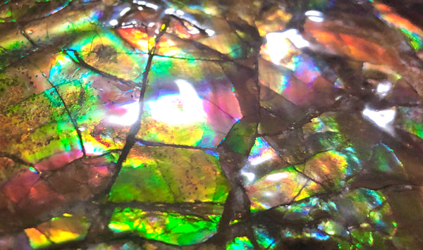 RESERVED AF-54 Ammonite Near Complete Fossil - Placenticeras Costutam　Ammolite　Free Shipping! 予約品アンモナイト 　プラセンティセラス　コスタータム　アンモライト　両面ダブル