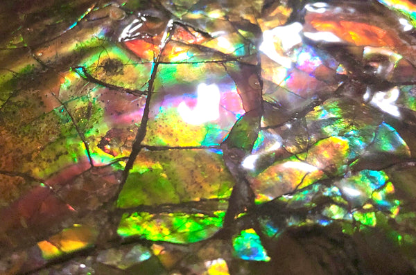 RESERVED AF-54 Ammonite Near Complete Fossil - Placenticeras Costutam　Ammolite　Free Shipping! 予約品アンモナイト 　プラセンティセラス　コスタータム　アンモライト　両面ダブル