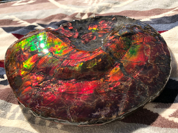 AF-82  10.15" Ammonite Fossil - Placenticeras costatum　Ammolite **FREE SHIPPING***　