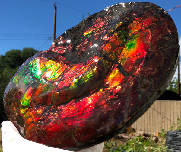 AF-82  10.15" Ammonite Fossil - Placenticeras costatum　Ammolite **FREE SHIPPING***　