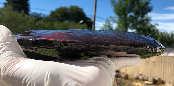 AF-82  10.15" Ammonite Fossil - Placenticeras costatum　Ammolite **FREE SHIPPING***　