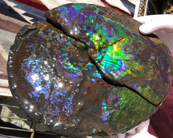 Make an offer or buy it now! AF-83  12.12" Ammonite Fossil - Placenticeras costatum　Ammolite **FREE SHIPPING***価格交渉セール　