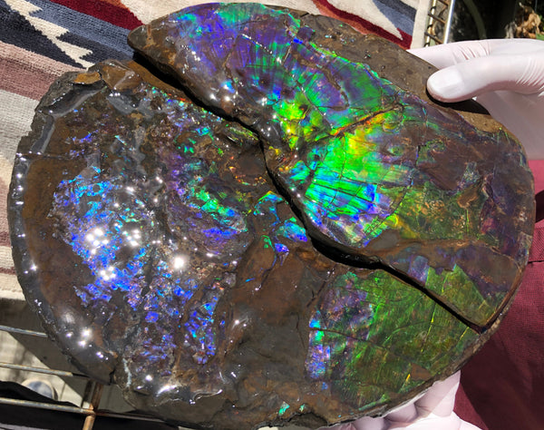 Make an offer or buy it now! AF-83  12.12" Ammonite Fossil - Placenticeras costatum　Ammolite **FREE SHIPPING***価格交渉セール　