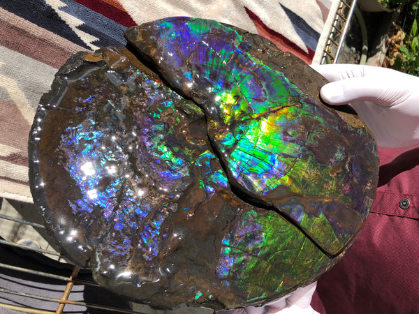 Make an offer or buy it now! AF-83  12.12" Ammonite Fossil - Placenticeras costatum　Ammolite **FREE SHIPPING***価格交渉セール　