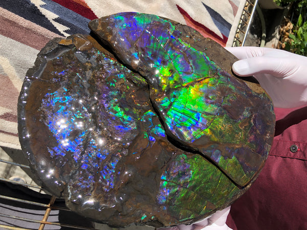 Make an offer or buy it now! AF-83  12.12" Ammonite Fossil - Placenticeras costatum　Ammolite **FREE SHIPPING***価格交渉セール　