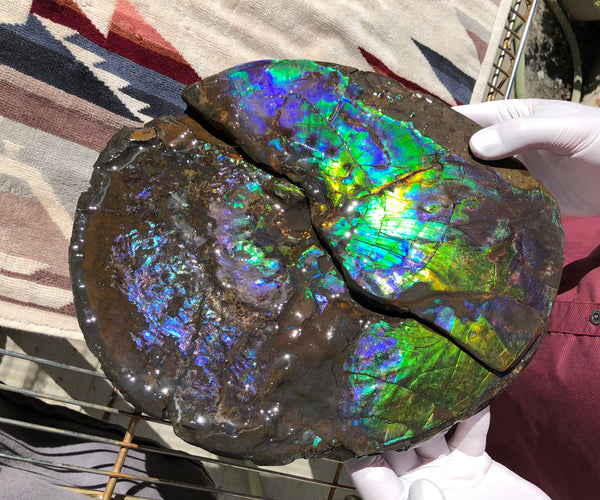 Make an offer or buy it now! AF-83  12.12" Ammonite Fossil - Placenticeras costatum　Ammolite **FREE SHIPPING***価格交渉セール　