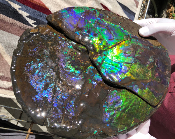 Make an offer or buy it now! AF-83  12.12" Ammonite Fossil - Placenticeras costatum　Ammolite **FREE SHIPPING***価格交渉セール　