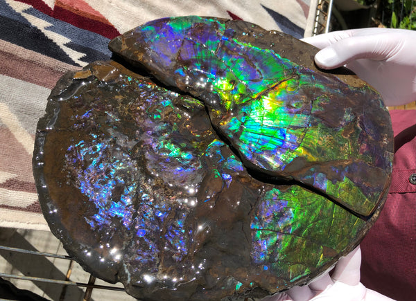 Make an offer or buy it now! AF-83  12.12" Ammonite Fossil - Placenticeras costatum　Ammolite **FREE SHIPPING***価格交渉セール　