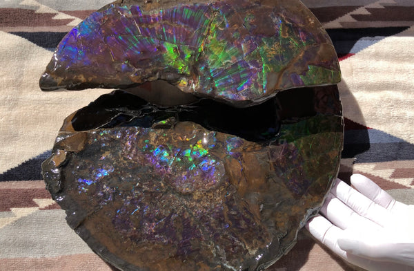 Make an offer or buy it now! AF-83  12.12" Ammonite Fossil - Placenticeras costatum　Ammolite **FREE SHIPPING***価格交渉セール　