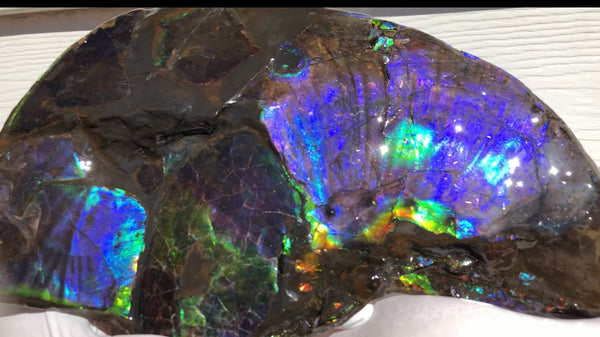 Make an offer or buy it now! AF-83  12.12" Ammonite Fossil - Placenticeras costatum　Ammolite **FREE SHIPPING***価格交渉セール　