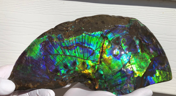 Make an offer or buy it now! AF-83  12.12" Ammonite Fossil - Placenticeras costatum　Ammolite **FREE SHIPPING***価格交渉セール　
