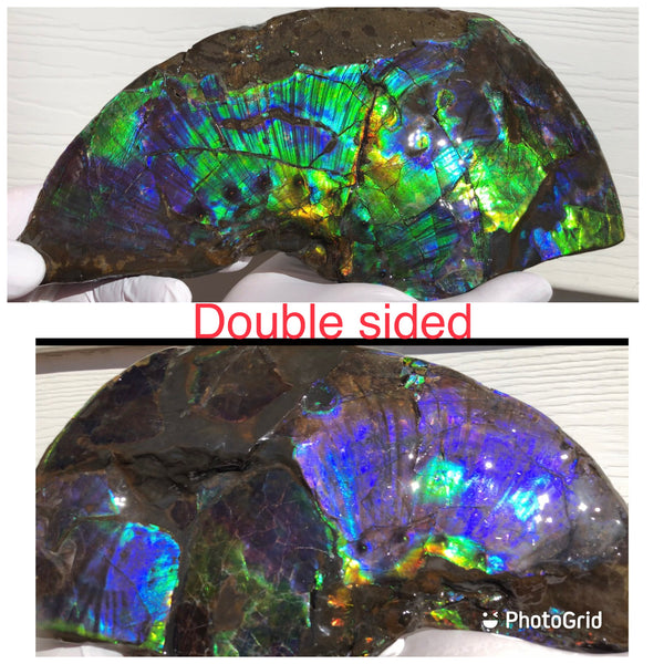 Make an offer or buy it now! AF-83  12.12" Ammonite Fossil - Placenticeras costatum　Ammolite **FREE SHIPPING***価格交渉セール　