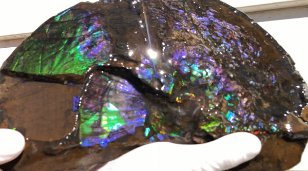 Make an offer or buy it now! AF-83  12.12" Ammonite Fossil - Placenticeras costatum　Ammolite **FREE SHIPPING***価格交渉セール　