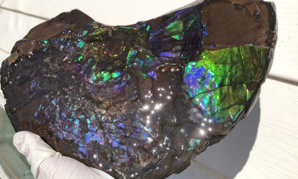 Make an offer or buy it now! AF-83  12.12" Ammonite Fossil - Placenticeras costatum　Ammolite **FREE SHIPPING***価格交渉セール　