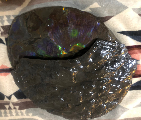 Make an offer or buy it now! AF-83  12.12" Ammonite Fossil - Placenticeras costatum　Ammolite **FREE SHIPPING***価格交渉セール　
