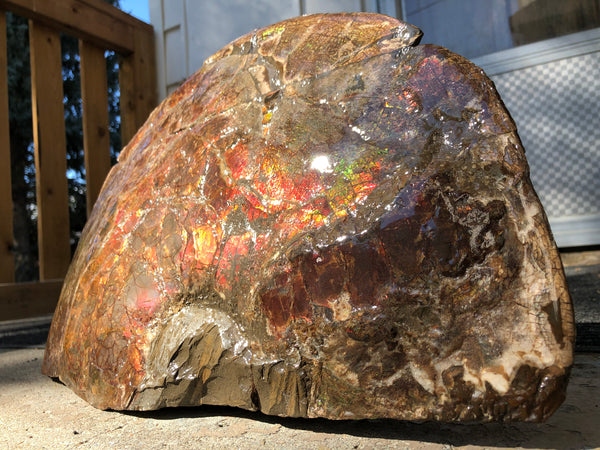 18" Double-Sided Ammolite Display Stone  Huge Fossil Section Piece 178mm 18" Collector Stone Home Décor  - CS-219***アンモライト 超大型両面　コレクターストーン
