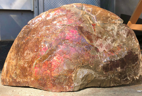 18" Double-Sided Ammolite Display Stone  Huge Fossil Section Piece 178mm 18" Collector Stone Home Décor  - CS-219***アンモライト 超大型両面　コレクターストーン