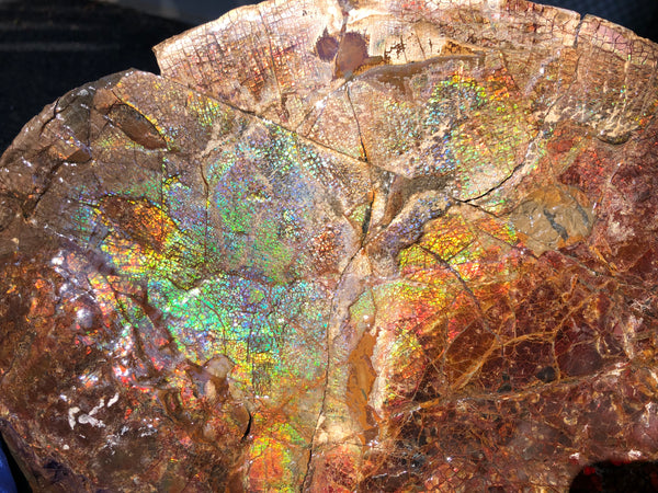 18" Double-Sided Ammolite Display Stone  Huge Fossil Section Piece 178mm 18" Collector Stone Home Décor  - CS-219***アンモライト 超大型両面　コレクターストーン
