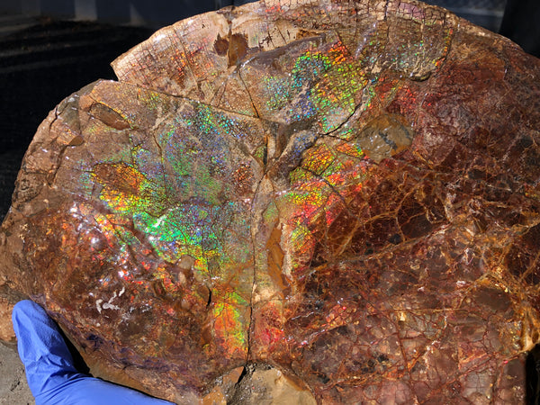 18" Double-Sided Ammolite Display Stone  Huge Fossil Section Piece 178mm 18" Collector Stone Home Décor  - CS-219***アンモライト 超大型両面　コレクターストーン