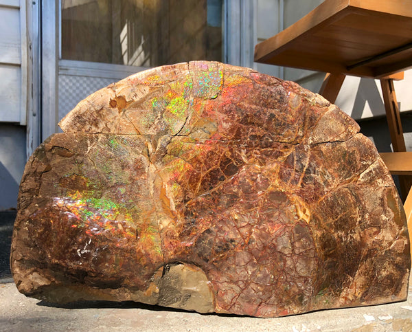 18" Double-Sided Ammolite Display Stone  Huge Fossil Section Piece 178mm 18" Collector Stone Home Décor  - CS-219***アンモライト 超大型両面　コレクターストーン