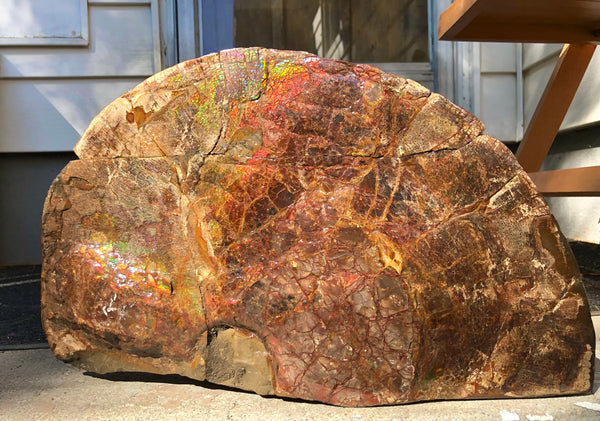 18" Double-Sided Ammolite Display Stone  Huge Fossil Section Piece 178mm 18" Collector Stone Home Décor  - CS-219***アンモライト 超大型両面　コレクターストーン