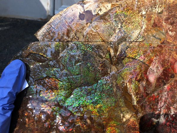 18" Double-Sided Ammolite Display Stone  Huge Fossil Section Piece 178mm 18" Collector Stone Home Décor  - CS-219***アンモライト 超大型両面　コレクターストーン