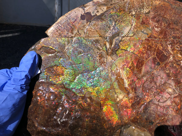 18" Double-Sided Ammolite Display Stone  Huge Fossil Section Piece 178mm 18" Collector Stone Home Décor  - CS-219***アンモライト 超大型両面　コレクターストーン