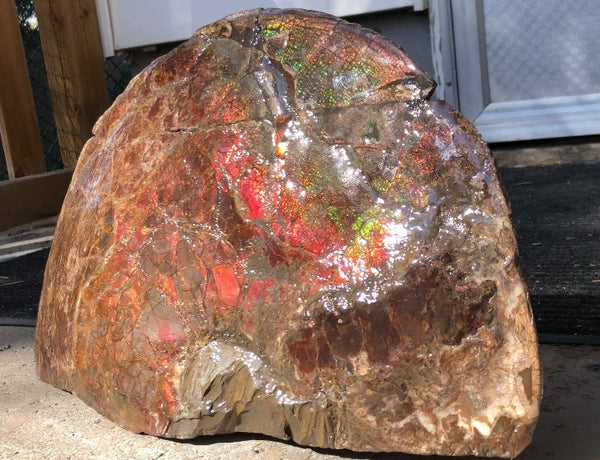 18" Double-Sided Ammolite Display Stone  Huge Fossil Section Piece 178mm 18" Collector Stone Home Décor  - CS-219***アンモライト 超大型両面　コレクターストーン