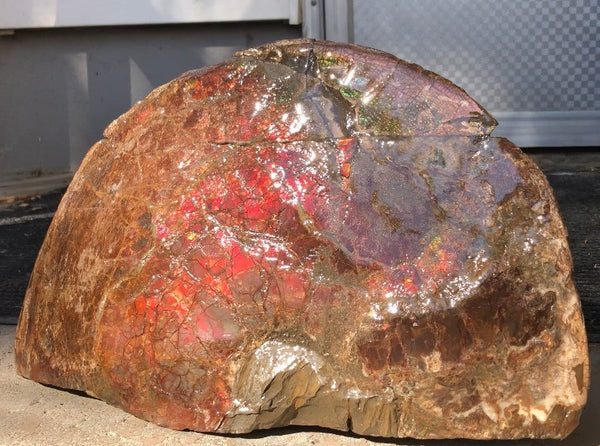18" Double-Sided Ammolite Display Stone  Huge Fossil Section Piece 178mm 18" Collector Stone Home Décor  - CS-219***アンモライト 超大型両面　コレクターストーン