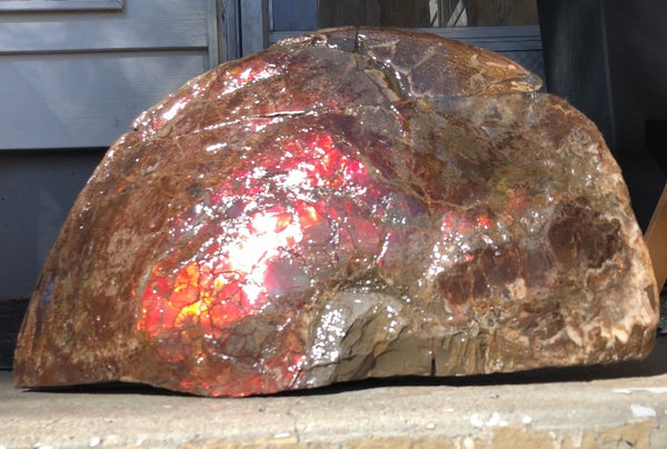 18" Double-Sided Ammolite Display Stone  Huge Fossil Section Piece 178mm 18" Collector Stone Home Décor  - CS-219***アンモライト 超大型両面　コレクターストーン