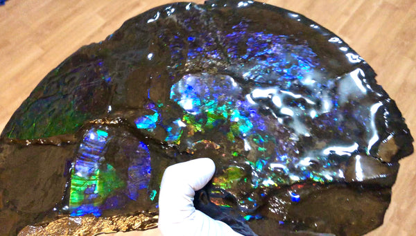 Make an offer or buy it now! AF-83  12.12" Ammonite Fossil - Placenticeras costatum　Ammolite **FREE SHIPPING***価格交渉セール　