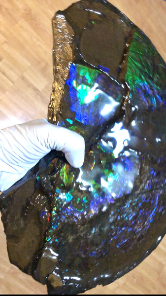 Make an offer or buy it now! AF-83  12.12" Ammonite Fossil - Placenticeras costatum　Ammolite **FREE SHIPPING***価格交渉セール　