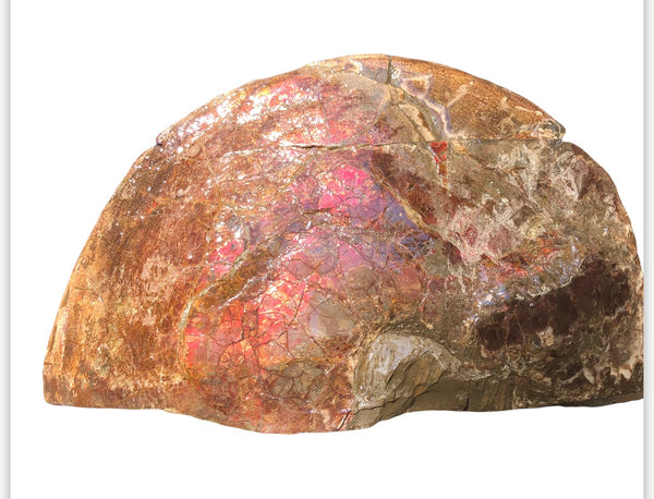 18" Double-Sided Ammolite Display Stone  Huge Fossil Section Piece 178mm 18" Collector Stone Home Décor  - CS-219***アンモライト 超大型両面　コレクターストーン