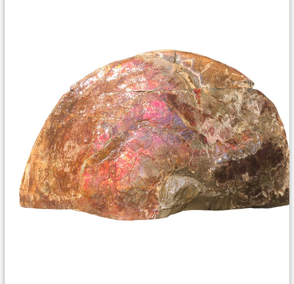 18" Double-Sided Ammolite Display Stone  Huge Fossil Section Piece 178mm 18" Collector Stone Home Décor  - CS-219***アンモライト 超大型両面　コレクターストーン