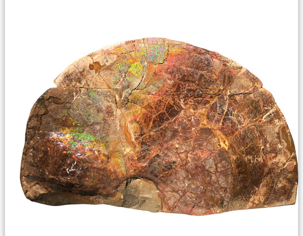 18" Double-Sided Ammolite Display Stone  Huge Fossil Section Piece 178mm 18" Collector Stone Home Décor  - CS-219***アンモライト 超大型両面　コレクターストーン