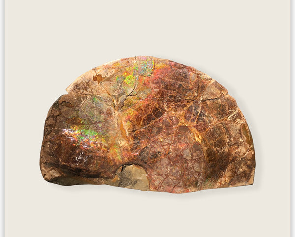 18" Double-Sided Ammolite Display Stone  Huge Fossil Section Piece 178mm 18" Collector Stone Home Décor  - CS-219***アンモライト 超大型両面　コレクターストーン