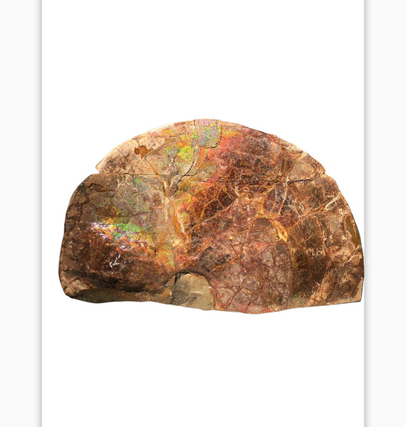 18" Double-Sided Ammolite Display Stone  Huge Fossil Section Piece 178mm 18" Collector Stone Home Décor  - CS-219***アンモライト 超大型両面　コレクターストーン